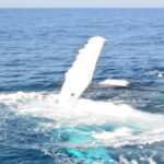 Whale Watching Cruise from Mooloolaba - Who Will Love This Tour?
