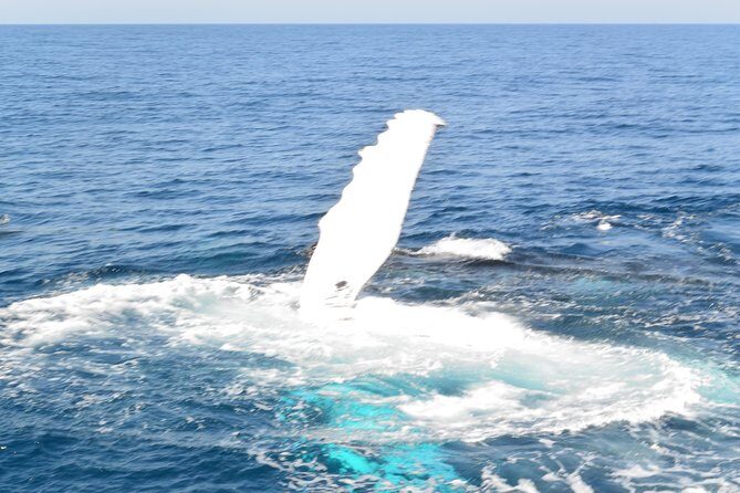 Whale Watching Cruise from Mooloolaba - Who Will Love This Tour?