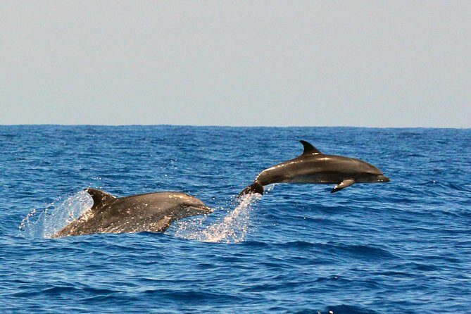 Whale Watching Eco-Adventure from Costa Adeje - The Boat and Comfort Considerations