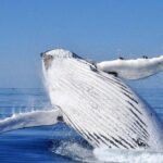 Whale Watching from Augusta in Western Australia - Final Thoughts