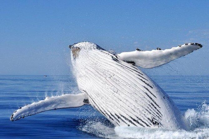 Whale Watching from Augusta in Western Australia - Final Thoughts