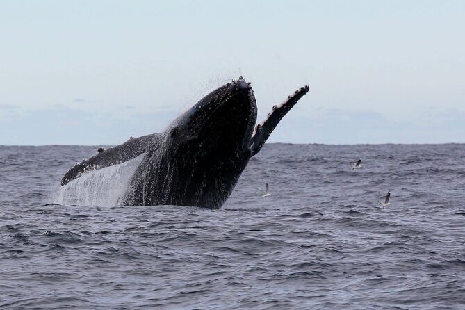 Whale Watching in Coffs Harbour - Who Is This Tour Best For?