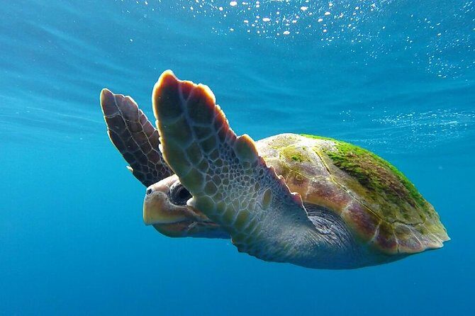 Costa Adeje | Cetacean sighting in Tenerife South - The Hydrophone Experience