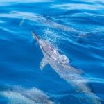 Whale watching on the preserved and quiet coast of Paea (Pk26) - Who Is This Tour Best Suited For?