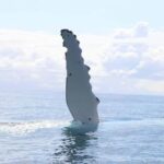 Whale Watching Safari Byron Bay - Review Highlights from Travelers