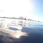 Whale Watching Tours in Bora Bora - Summary & Who Should Book This Tour