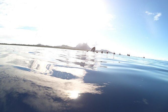 Whale Watching Tours in Bora Bora - Summary & Who Should Book This Tour