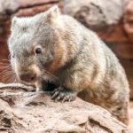 WILD LIFE Sydney Zoo - FAQ