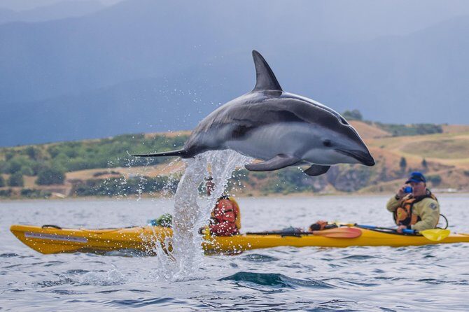 Wildlife Sea Kayaking Tour - Kaikoura - The Details That Matter
