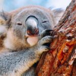 Wildlife, Waterfalls and Wine Day Tour from Sydney - Authentic Experiences Highlighted by Guests
