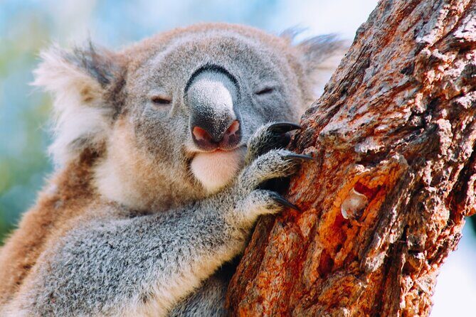 Wildlife, Waterfalls and Wine Day Tour from Sydney - Authentic Experiences Highlighted by Guests