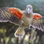 Willowbank Wildlife Reserve Day Entry - Who Should Visit Willowbank?