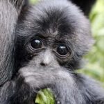 Willowbank Wildlife Reserve Day Entry Ticket - Who Should Visit Willowbank?