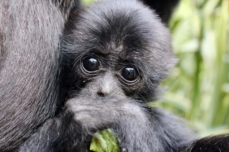 Willowbank Wildlife Reserve Day Entry Ticket - Who Should Visit Willowbank?