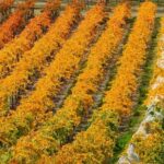 Wine Tour with Wine Tasting from Wanaka - What the Tour Includes and Why It Matters