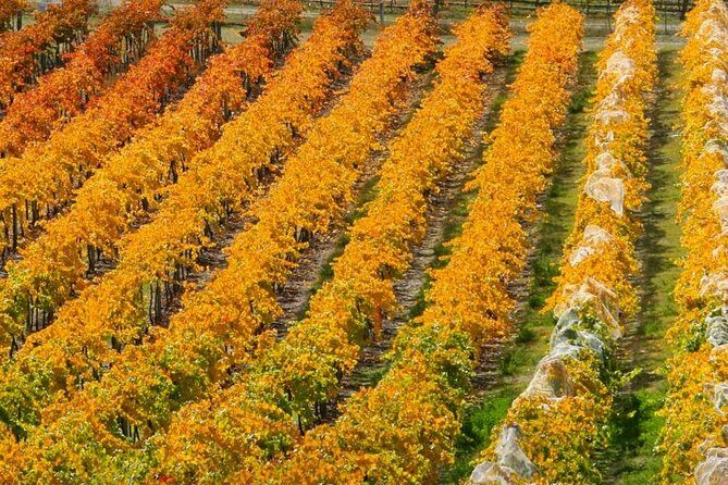 Wine Tour with Wine Tasting from Wanaka - What the Tour Includes and Why It Matters