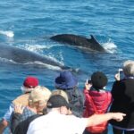 World class Whale Watching from Hervey Bay - What You Can Expect on the Tour