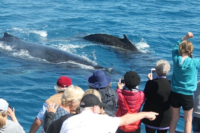 World class Whale Watching from Hervey Bay - What You Can Expect on the Tour