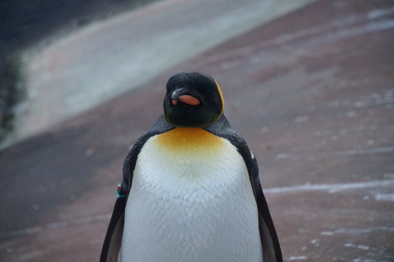 King penguin at Edinburgh Zoo