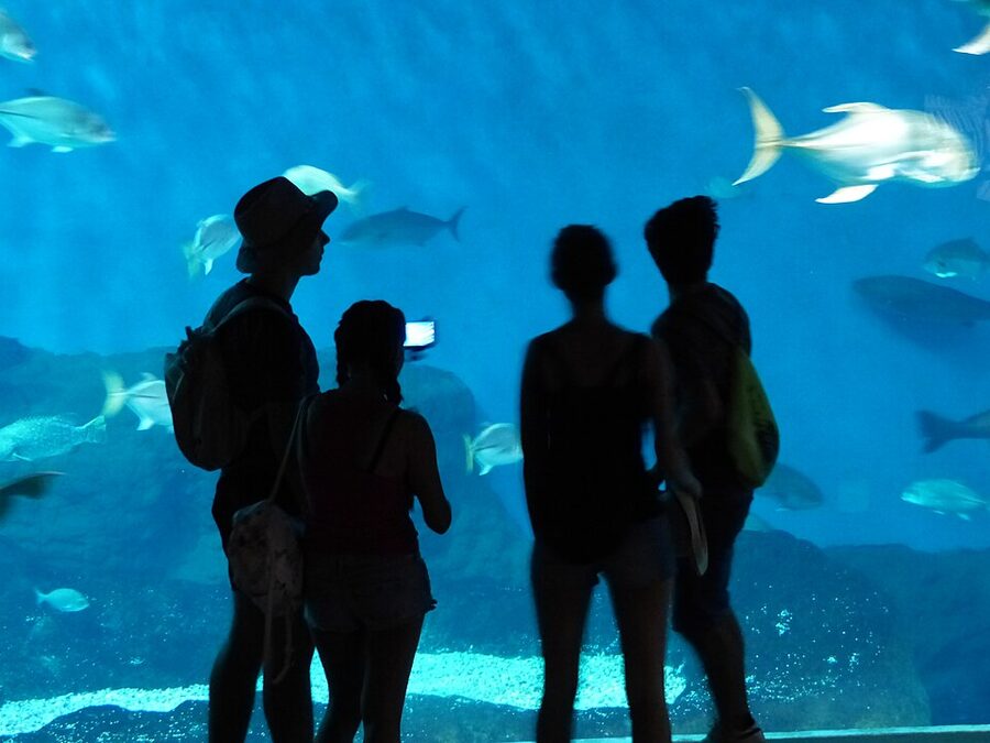 Fish display at Acuario de Sevilla