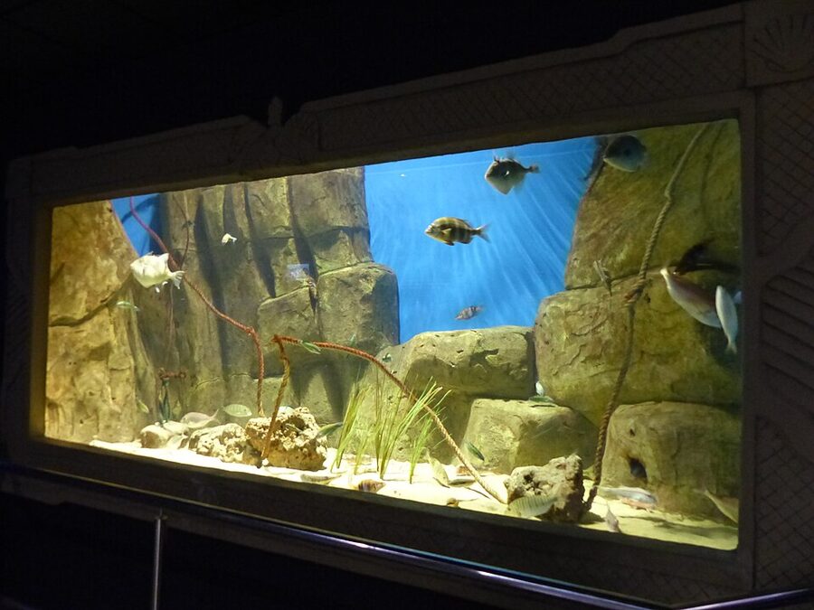 Tropical fish tank at Acuario de Sevilla