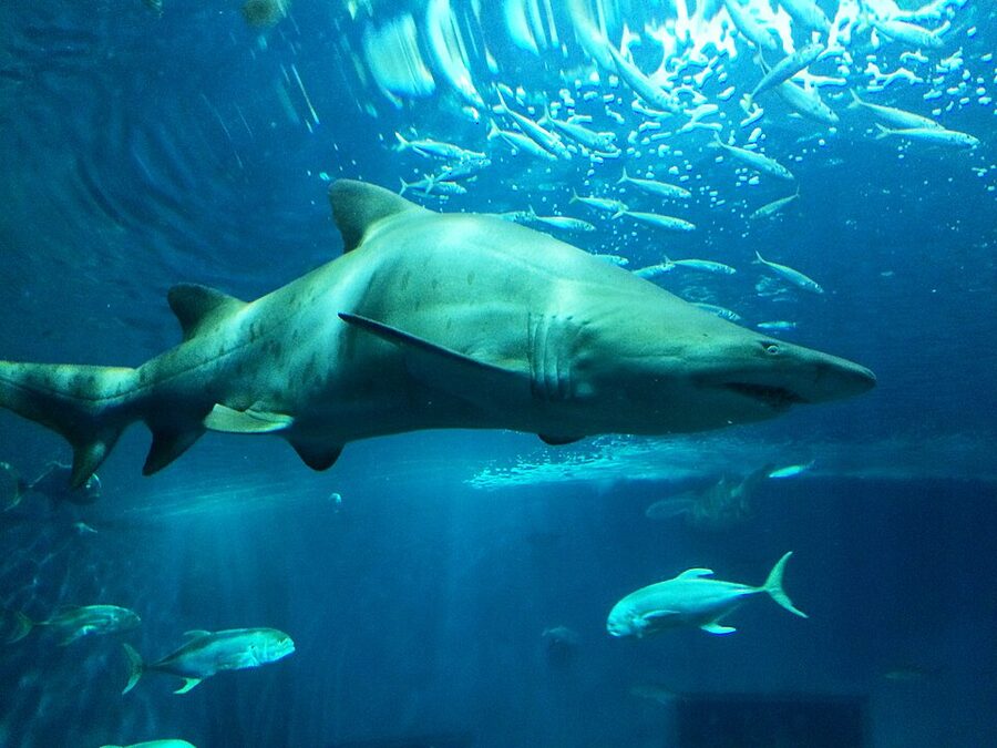 Bull shark at Acuario Sevilla