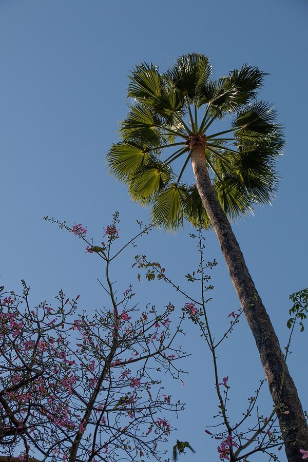Palm tree in Alcazar Seville gardens