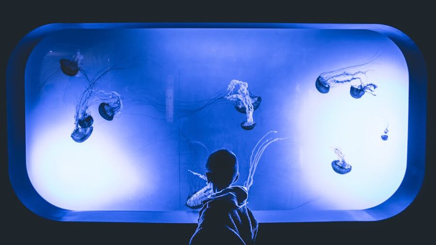 Child watching jellyfish in aquarium
