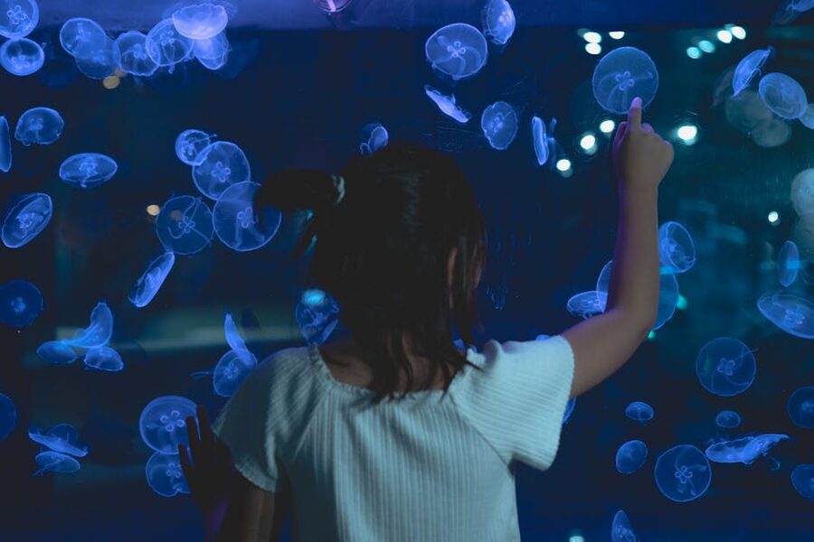 Child pointing at jellyfish in aquarium