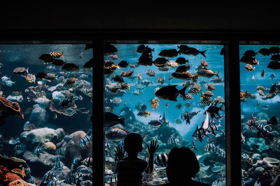 Children pressing faces against aquarium glass watching fish