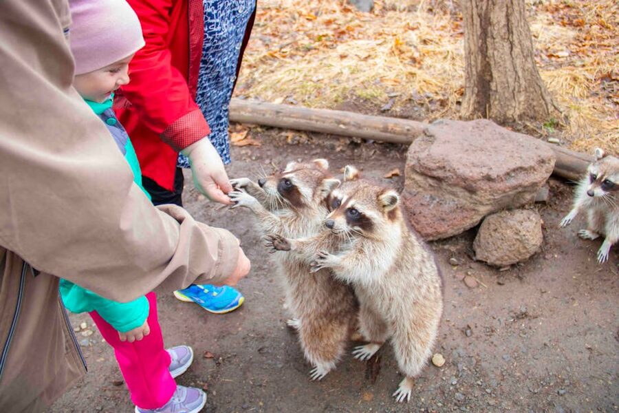 Children looking excitedly at animals through glass at the zoo
