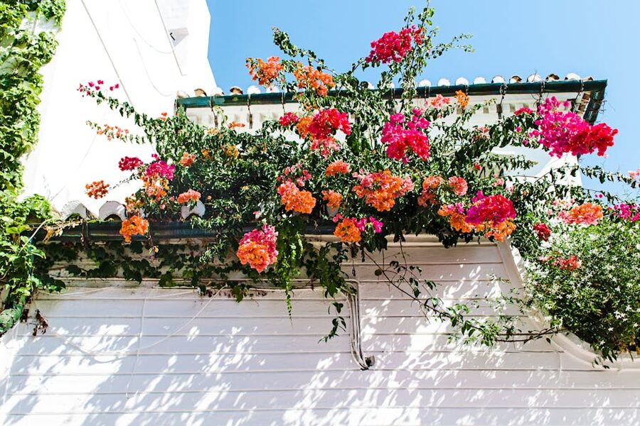 Bougainvillea on whitewashed wall Cordoba