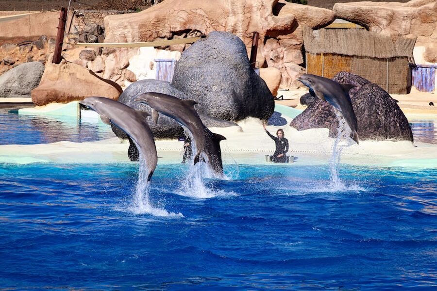 Dolphin performing jump in outdoor show pool