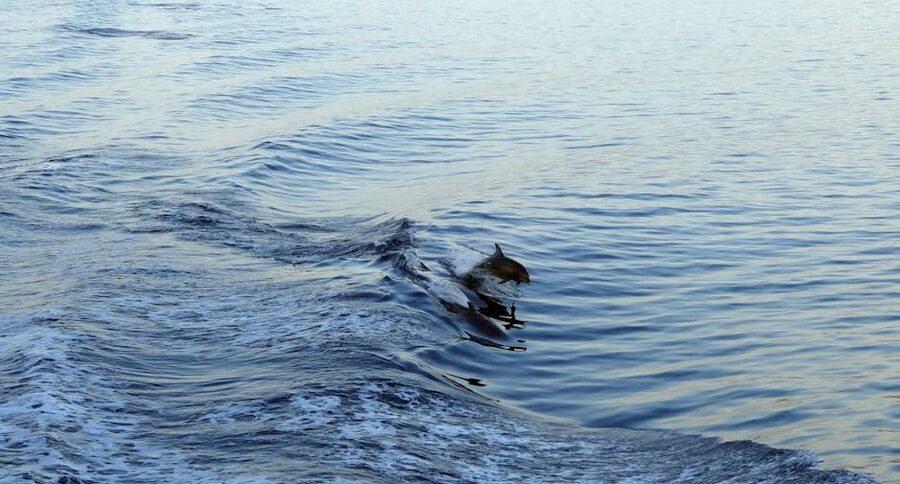 Dolphins jumping out of the Mediterranean sea
