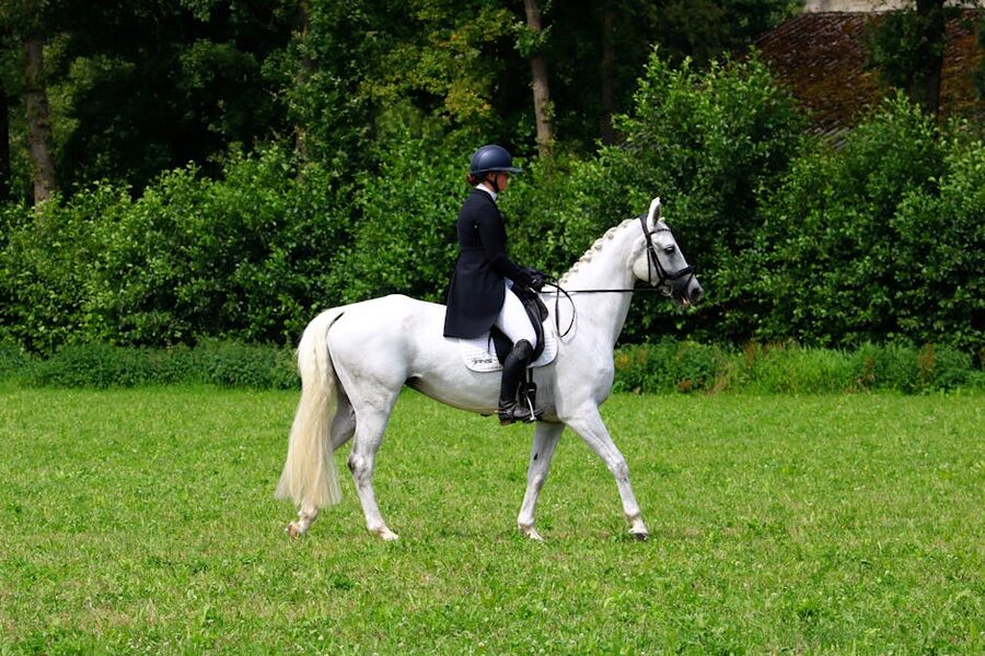 Equestrian riding white horse in dressage