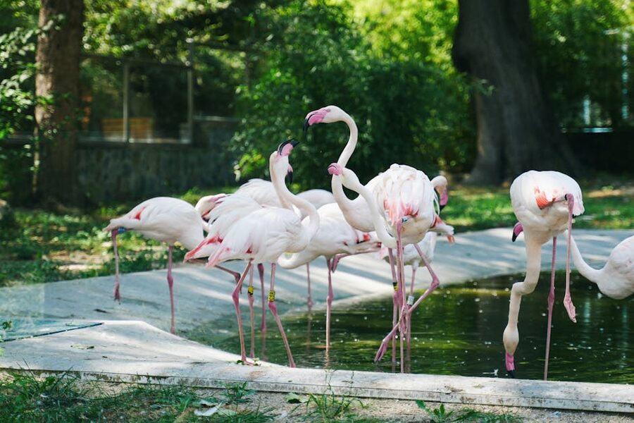 Pink flamingos standing in a pond at the zoo