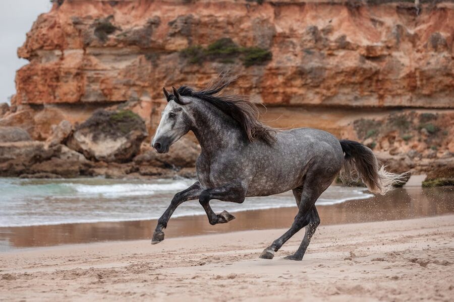 Grey horse galloping on beach
