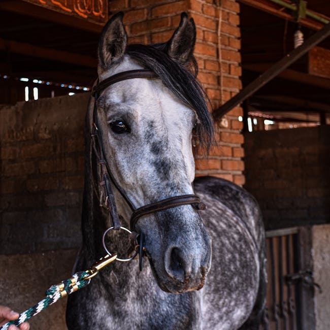 Grey horse in stable interior