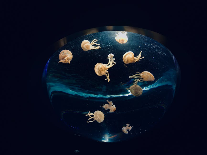 Jellyfish in aquarium tank