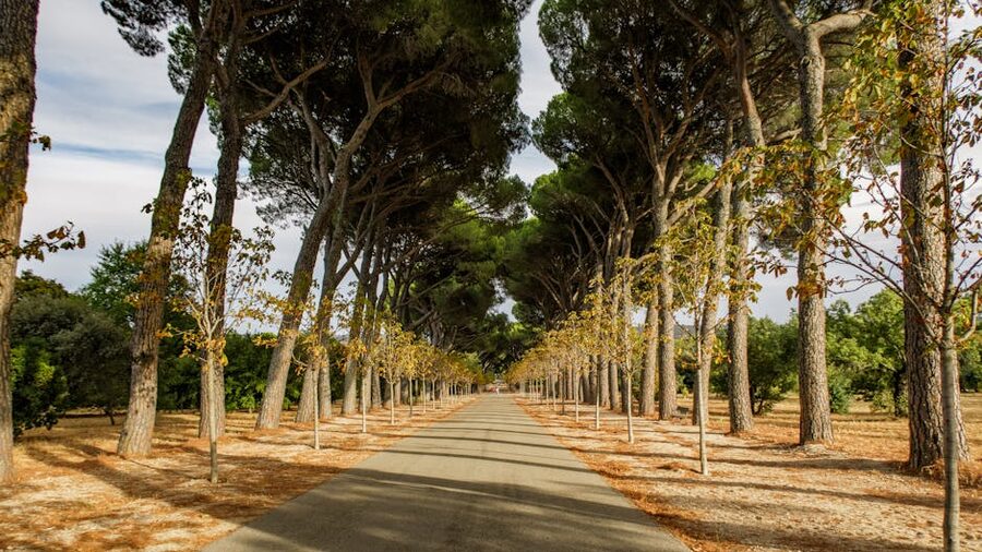 Tree-lined path through Madrid park