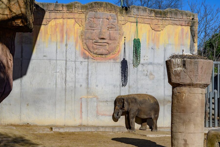 Asian elephant at Madrid Zoo outdoor exhibit