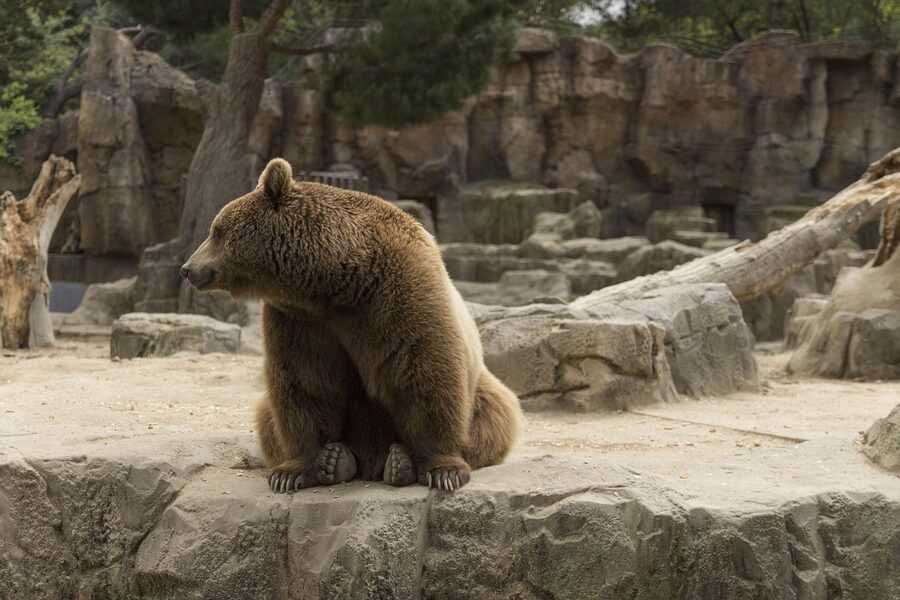 Bear waiting for feeding time at Madrid Zoo