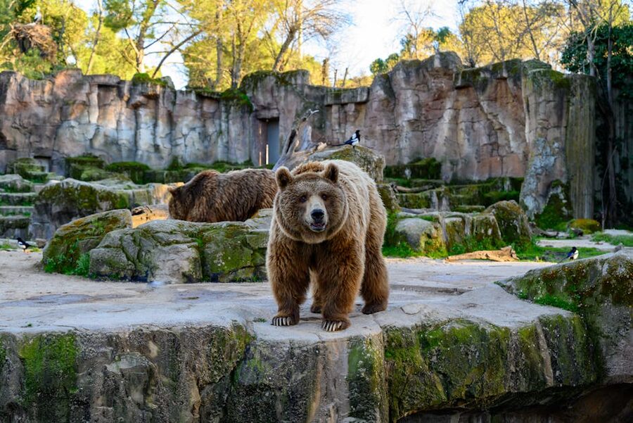 Brown bears in sunny rocky enclosure at Madrid Zoo