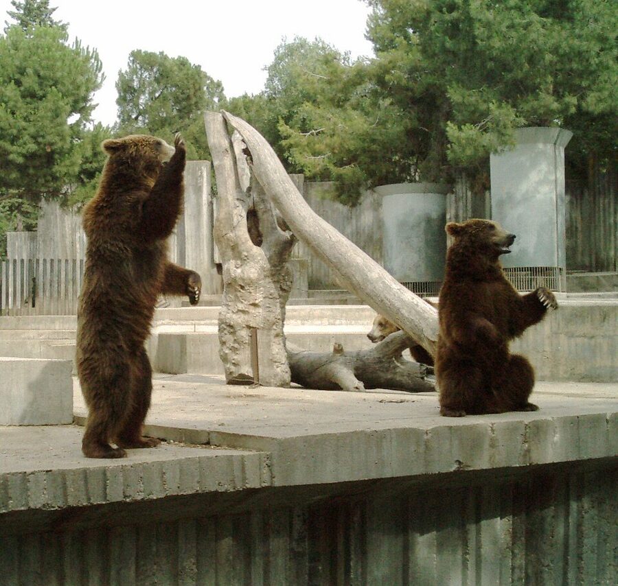 Brown bears in rocky enclosure at Madrid Zoo