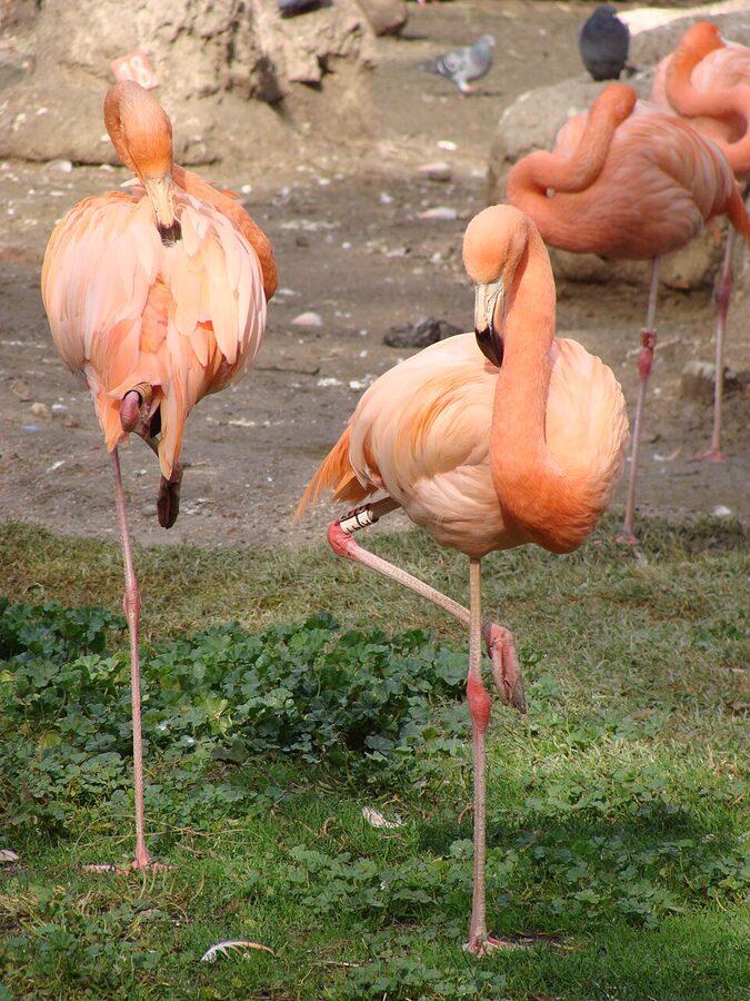 Flamingos at Zoo Aquarium Madrid