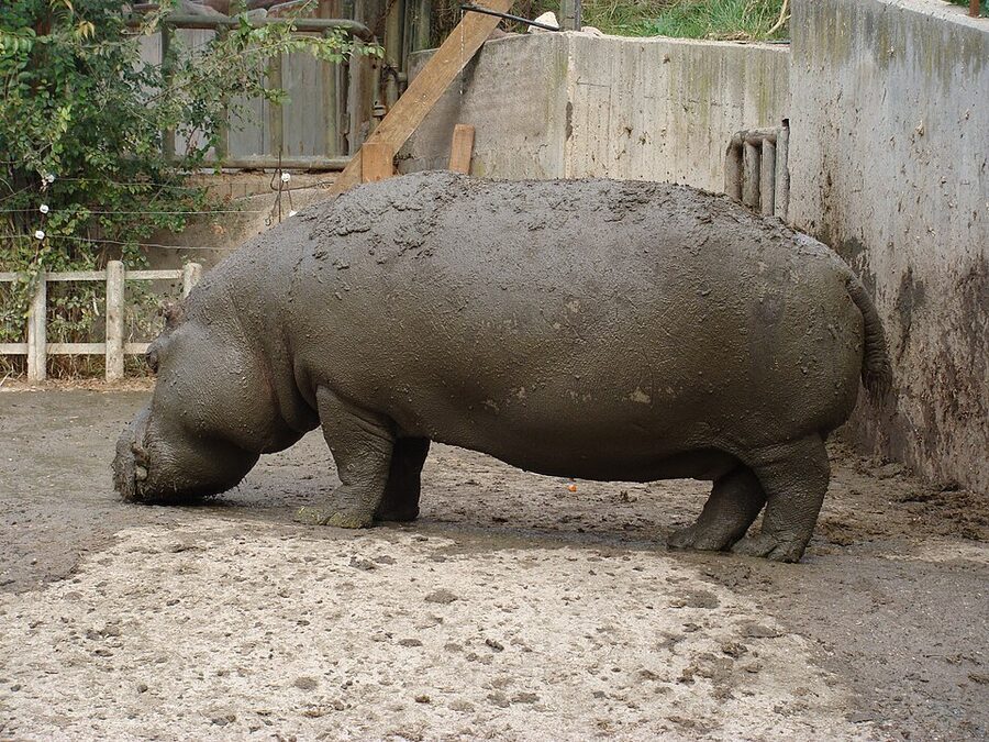 Hippopotamus in water at Madrid Zoo