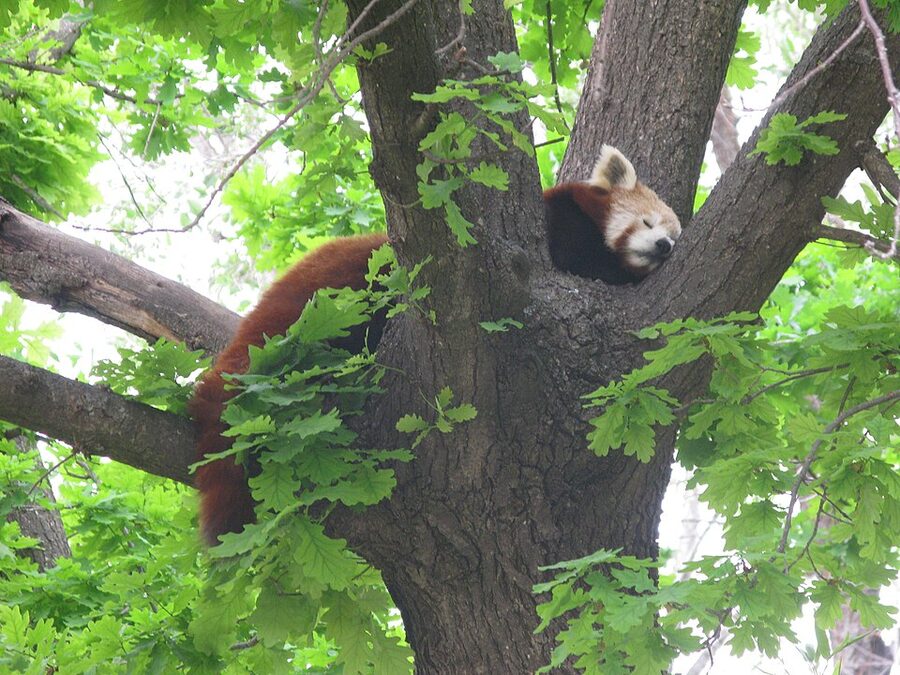 Red panda in tree at Madrid Zoo