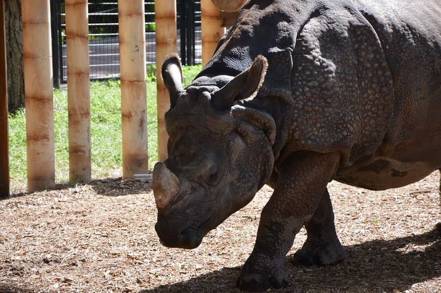 Rhinoceros at Madrid Zoo
