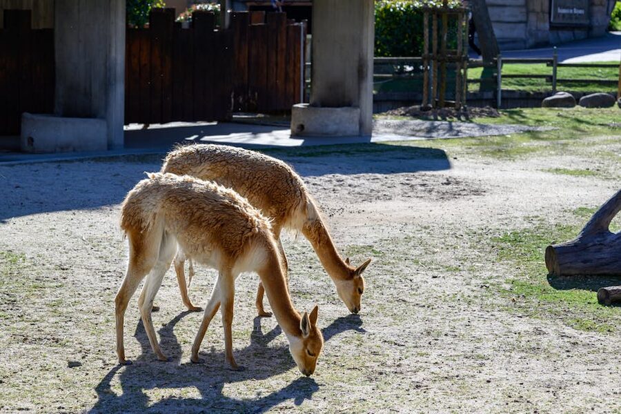 Vicunas grazing at Madrid Zoo