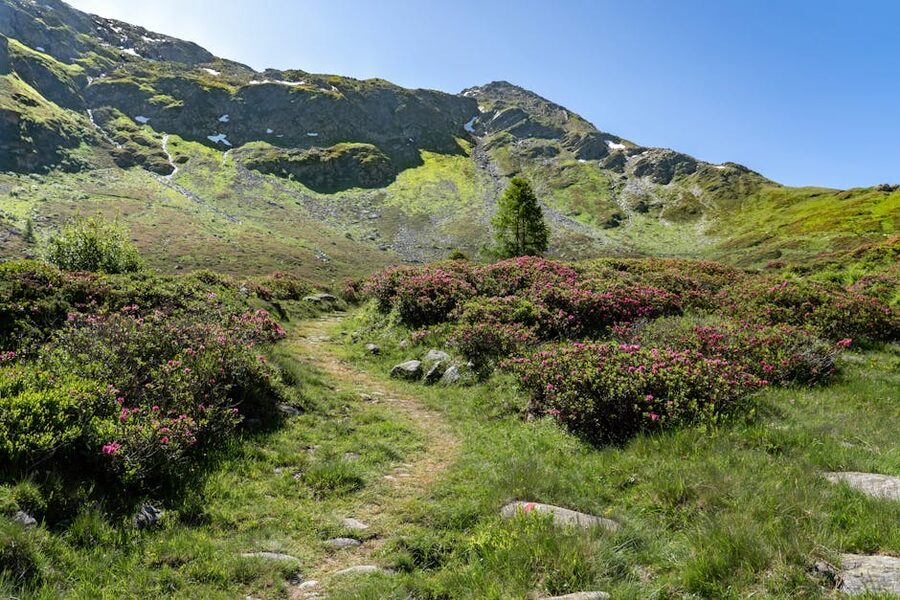 Mountain path with alpine flowers